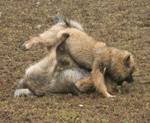 bereits an der Herbstwanderung trifft man Geschwister - Xiang-Di und Xanja