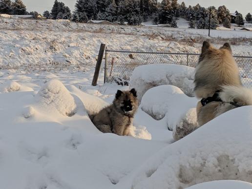 zuhause im Schnee