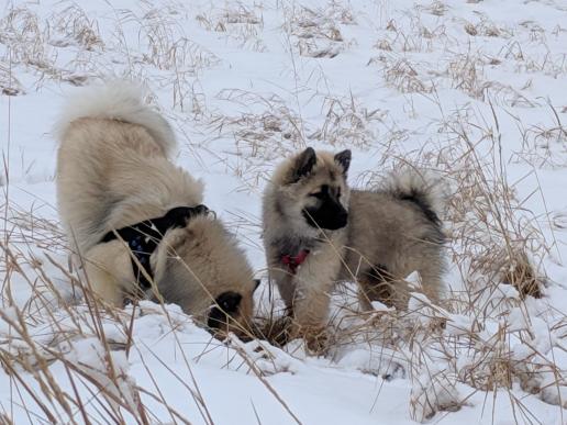 Brewer mit Yara snow hunting....