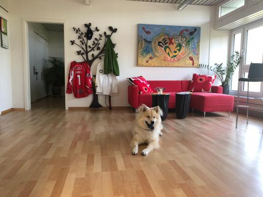 Buddy im Office