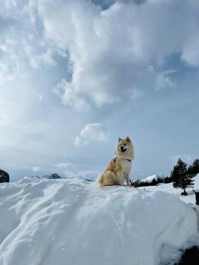 Banjie von Loninga liebt den Schnee