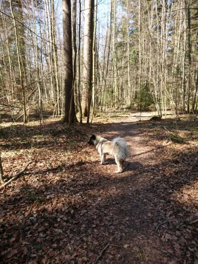 Chinook liebt den Wald