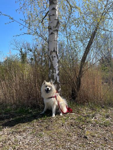 auch der Frühling passt, für schöne Spaziergänge