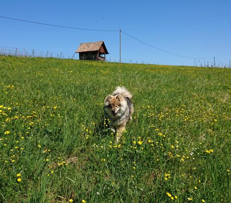 .... Charly unterwegs im Grünen