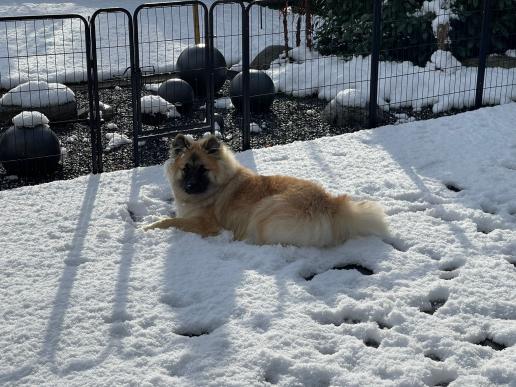 auch er liebt den Schnee