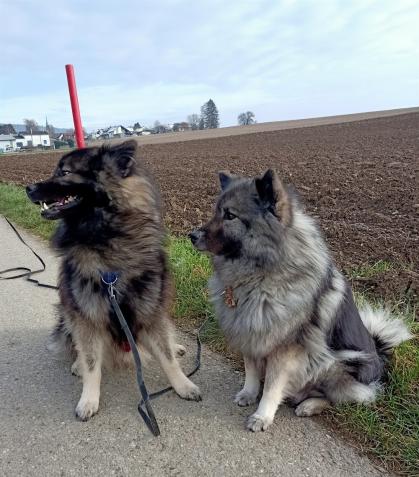 Capo - Merlin und Mama Anila