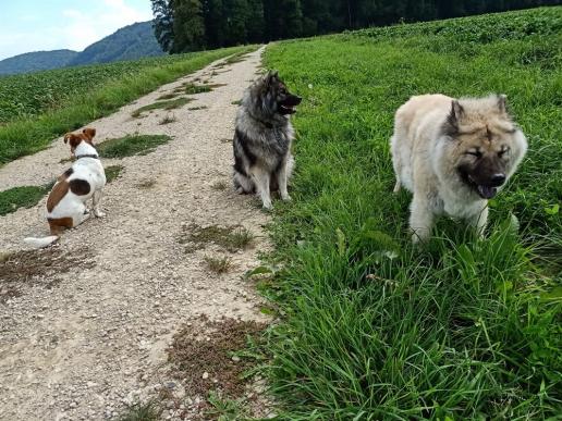 letzter gemeinsamer Spaziergang  am 16. September 2020 - immer noch interessiert und gut drauf - natürlich etwas gemächlicher