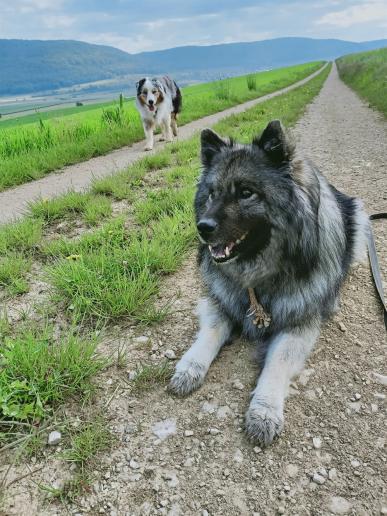 schon wieder täglich mit den anderen Hunden unterwegs