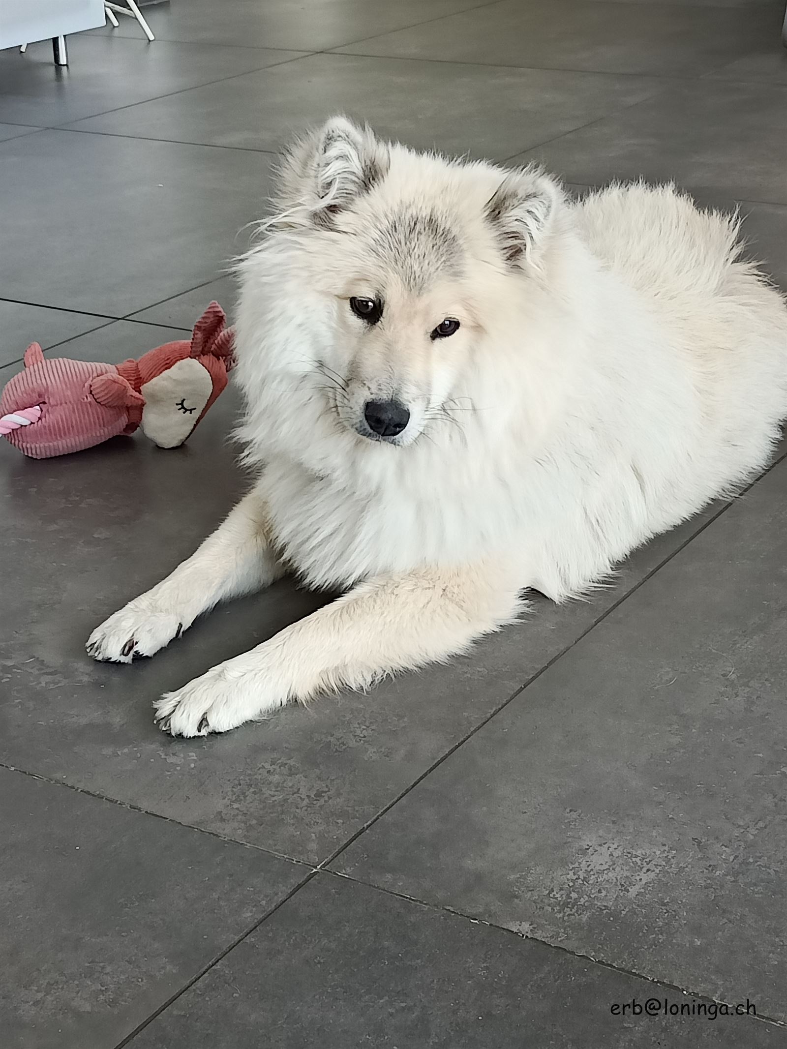 E-Luna von Loninga