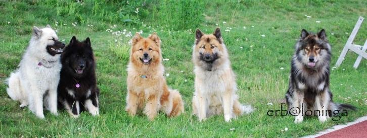 Ferienhunde auf Loninga 2009 Simba, Esta, Feanor, Whoopi, Yanosch v.li.