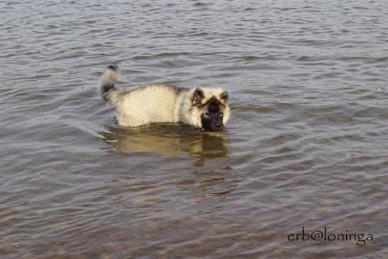 Wasserhund?