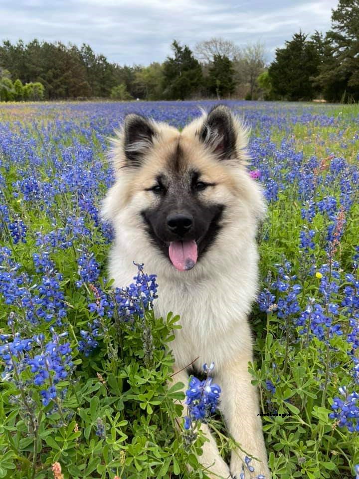 Sohn Mays lebt in einer jungen Familie in Texas und ist der Hund ihrer grossen Farm