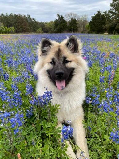 Sohn Mays lebt in einer jungen Familie in Texas und ist der Hund ihrer grossen Farm