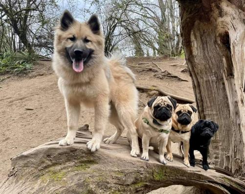 Sohn Torben lebt in Washington mit 2 Möpsen. Seine Besitzer führen eine Hundetagesstätte