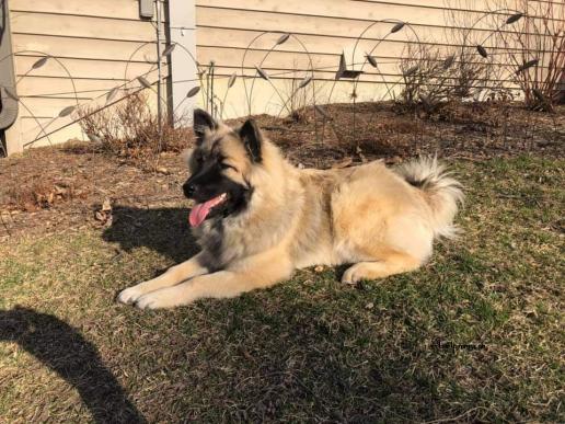 Tochter Sitka lebt mit einem anderen Eurasier in Wisconsin