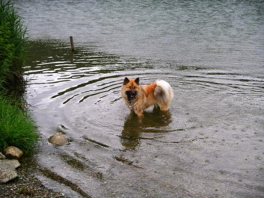 Wasser liebe ich