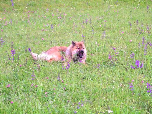 Besuch in Wallbach bei Whoopi 2014